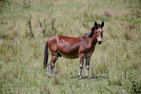 filhote de cavalo com jumenta|Conheça o Bardoto: animal híbrido de。